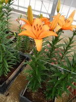 [5508 PO08 Shsdai No01.JPG]